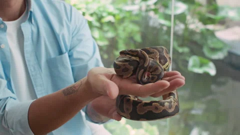 Anonymous Man Holding Exotic Snake Indoors 動画素材 304544230