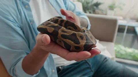 Anonymous Owner Stroking Mottled Skin of Python 스톡 동영상 302232191