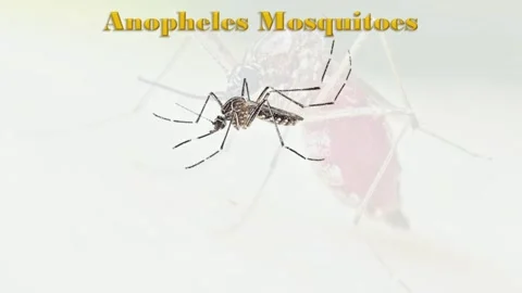 Anopheles Mosquito Stock Footage 296789800