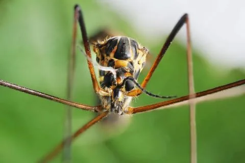 Anopheles mosquito in the macro scale on a green leaf Stock Photos