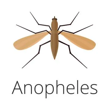 Anopheles mosquito vector illustration Stock Illustration