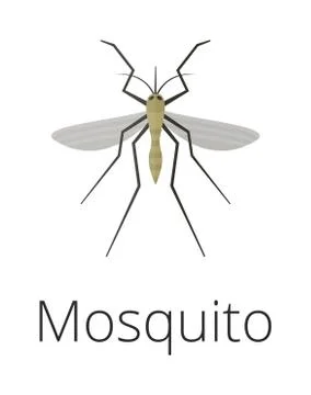 Anopheles mosquito vector illustration Stock Illustration