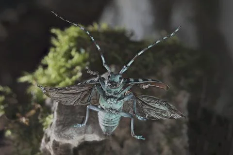 Anoplophora elegans Foto stock