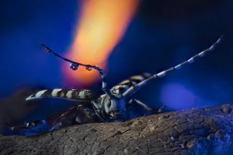 Anoplophora elegans Stock Photos