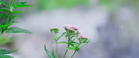 Another Alpine flowers handheld closeup Stock Footage 248642349