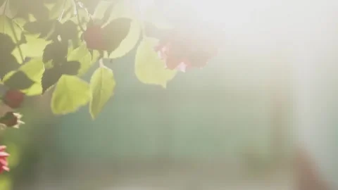 Another Angle of Closeup Garden Roses Glistening Under Intense Sunlight with Nat Stock Footage 306610135