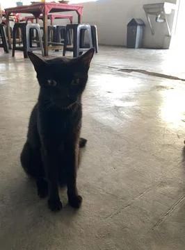 Another angle of a cute black cat sits alert on concrete floor Photos