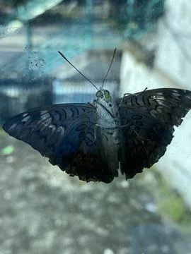 Another angle of a dark butterfly with iridescent wing edges rests on glass. Фото