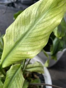 Another angle of a large green leaf with visible veins and slight yellowing. Stock Photos