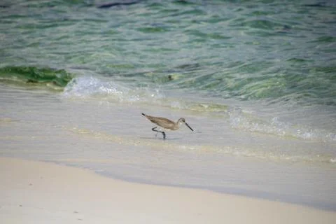 Another Bird on a Beach Stock Photos