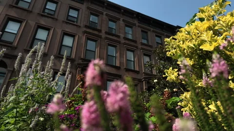 Another bumblebees explore colorful flowers in front of Brooklyn brownstones Stock Footage 341897602