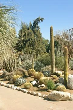 Another cactus garden Stock Photos