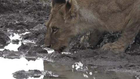 Another cub drinks; slow zoom toward the head — Part 11 스톡 동영상 320354590