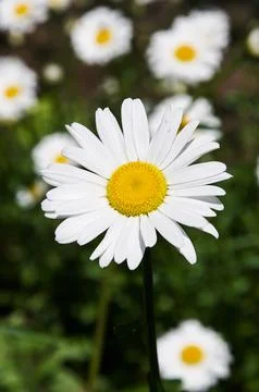 Another Daisy Stock Photos