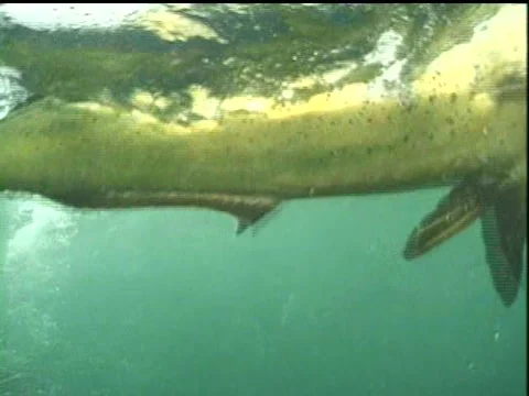 Another dorado underwater 스톡 동영상 2923597