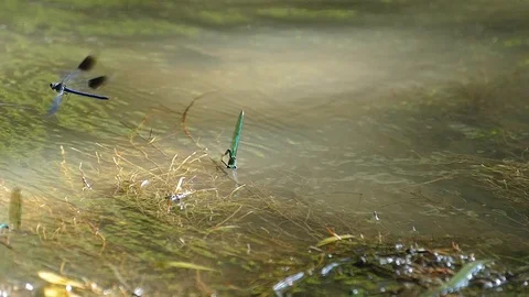 Another dragonfly flies to a dragonfly immersed in water 스톡 동영상 117857266