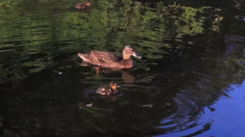 Another Family of Ducks Video stock 39319913