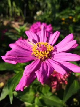 Another flower in the light of summer Stock Photos