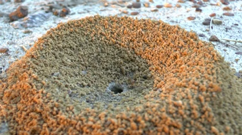 Another Georgia Anthill at Dawn Video stock 38103482