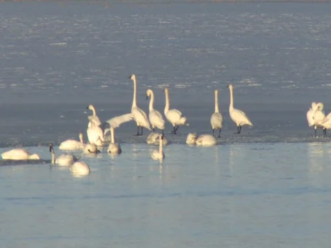 Another Group of Tundra Swans is Preparing to Take Off, with swan calls Stock Footage 124702774