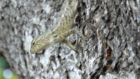 Another happy Chameleon Stock Footage 201018923
