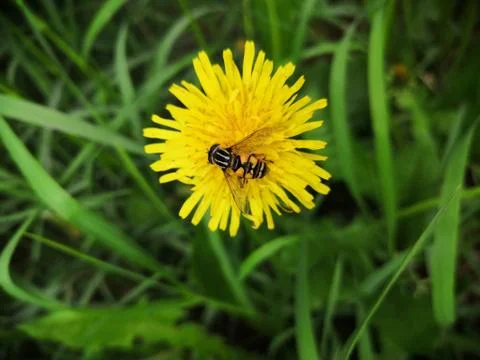 Another hard worker collects nectar Stock Photos