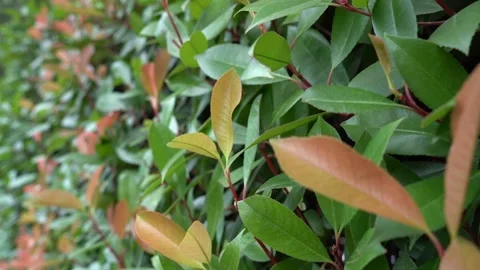 Another leaf in the wall Stock Footage 159353952