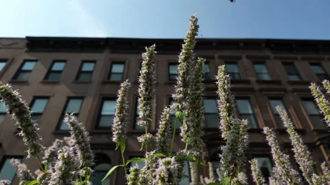 Another lower angle bees swarm around flowers in front of Brooklyn brownstones Stock Footage 341898176