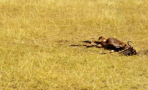 Another one bites the dust Stock Photos