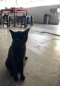 Another pose of black cat sits alert on concrete floor. Photos