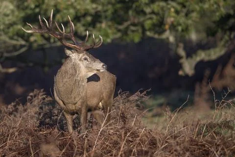 Another proud stag Foto stock