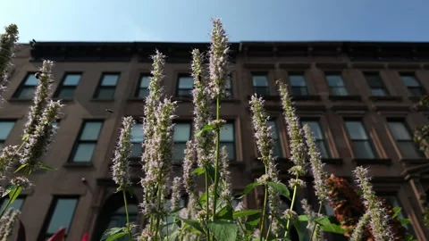 Another slowmo bees swarm around pink flowers in front of Brooklyn brownstones Stock Footage 341896684
