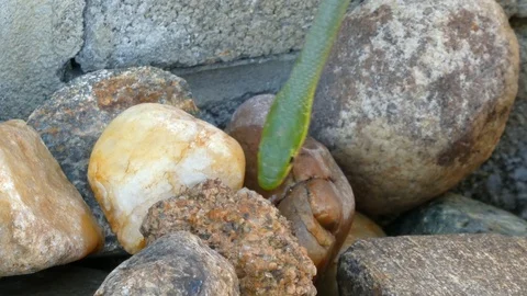 Another Snake Head Closeup Stock Footage 107399737