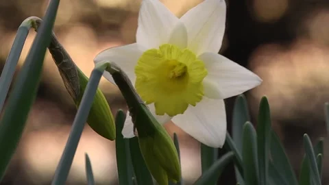 Another Sunset Daffodil Stock Footage 233652770