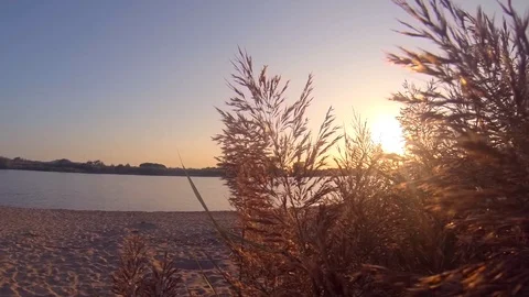 Another sunset at river with reeds Stock Footage 118309690