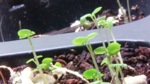 Another timelapse Stock-Footage 174132158