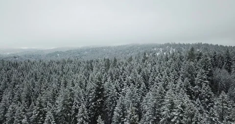 Another View of the Forest 库存影片 129650001