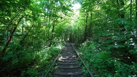 Another view on Unique Natural Tunnel of Love Stock-Footage 113317545