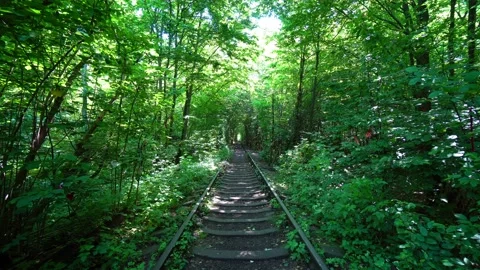 Another view on Unique Natural Tunnel of Love Stock Footage 113318299