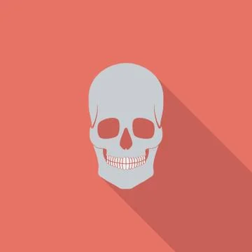Anotomy skull Stock Illustration