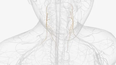 The ansa cervicalis is a loop formed by muscular branches of the cervical plexus Stock Footage 271049641