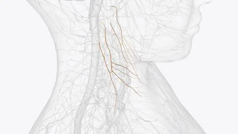 The ansa cervicalis is a loop formed by muscular branches of the cervical p.. Stock Illustration