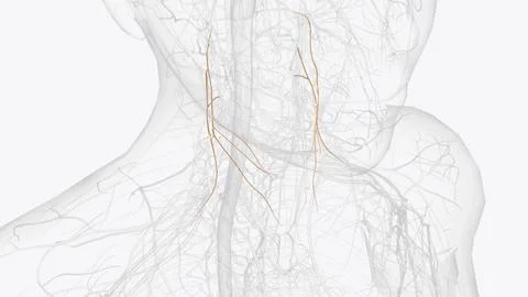 The ansa cervicalis is a loop formed by muscular branches of the cervical p.. Stock Illustration