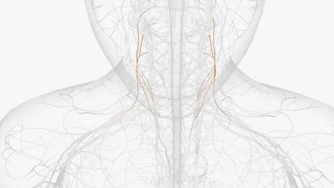 The ansa cervicalis is a loop formed by muscular branches of the cervical p.. Illustrazione stock