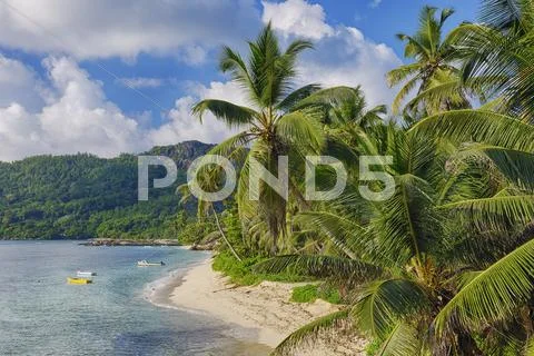 Anse Forbans Shoreline With Palm Trees, Mahe, Seychelles