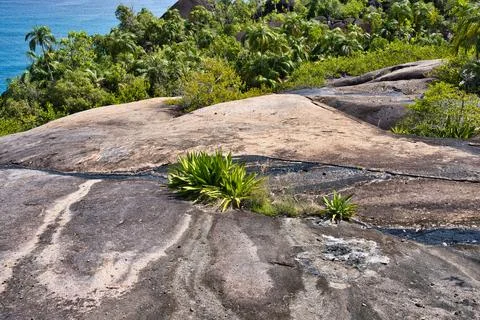 Anse major nature trail huge granite rock and Mauritius-hemp  Stock Photos