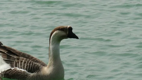 Anser cygnoides Stock Footage 104235600