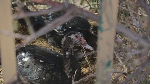 Anseriformes. Two black ducks. Sitting in the Bush. Black Muscovy Duck 스톡 동영상 126522163