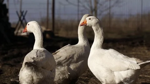 Anserine head shakeing Stock Footage 84187658