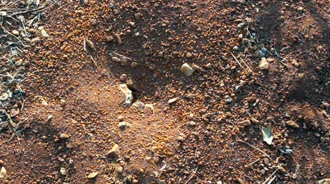 Ant 1 Vídeo Stock 33580394